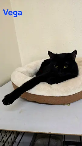 Stunningly Beautiful Rescued Cat for Free Adoption