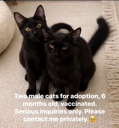 Dubai alquze 2 almiddan street 47 villa 9