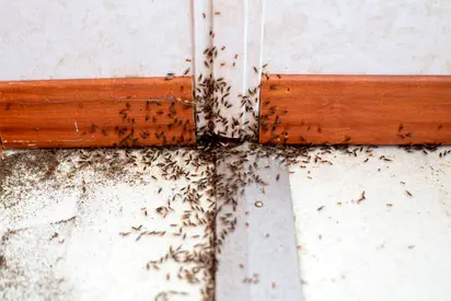 When ants think your kitchen is they buffet