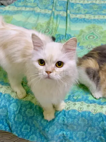 White Long-Haired Female Cat available for (free) Adoption