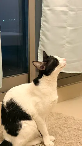 Cat for Adoption Free