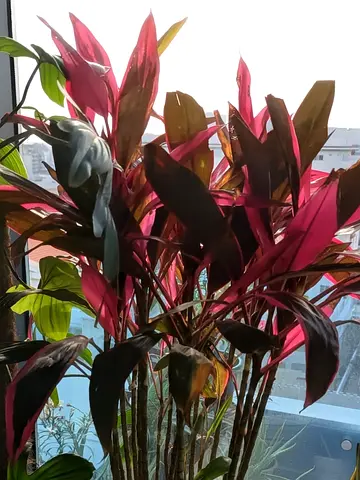 Pink hawain corydine indoor plant.