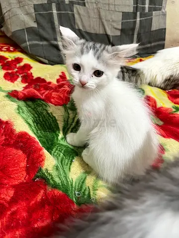 kittens available for adoption — playful and healthy near 2 months old and litter Trained..