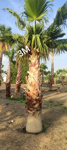 Washingtonia Palm for Sale