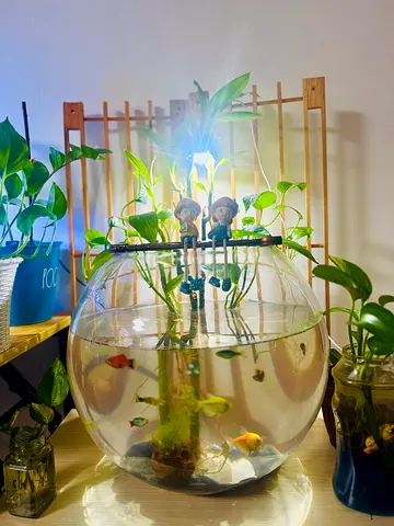 Giant Bowl Aquarium