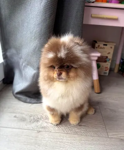 Pomeranian puppy