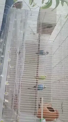 Two Budgies (Parakeets),Flinche.l, Lovebirds for free with Cage and Accessories - Ready to Rehome