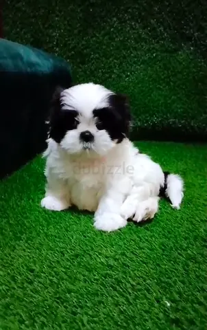 Mini shih tzu puppy