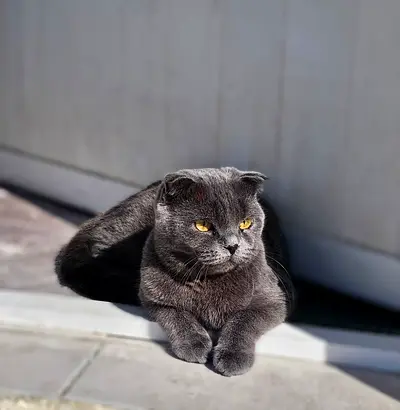 Friendly Scottish Fold Cat - Grey, Calm and Healthy. Use Literbox play full 2 years old