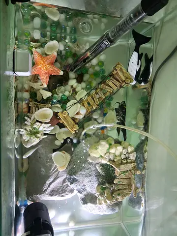 Small decorative fish aquarium with heater, filter and ornaments (ready to use)