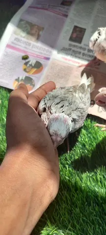 Hand-raised Cocktail Chicks