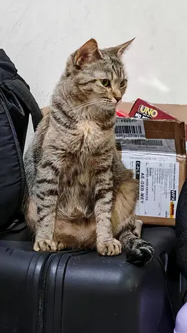 Friendly tabby cat available for free adoption