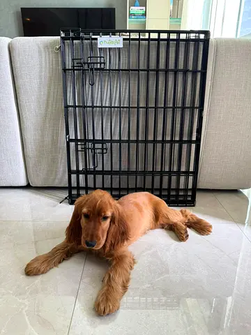 Play pen for sale (Dog not included)