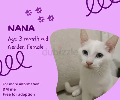 Turkish angora mix kittens for adoption