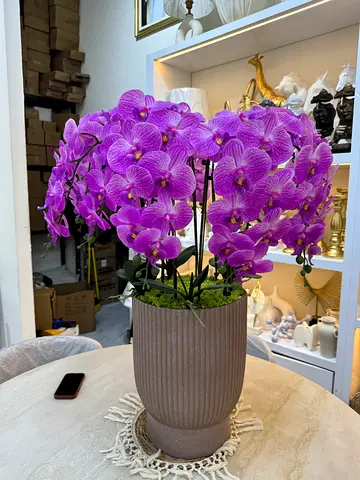 Large Purple Phalaenopsis Orchid Arrangement in Decorative Pot