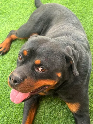 A Rottweiler dog has been lost