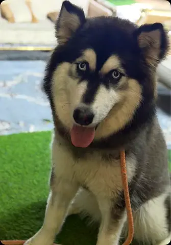 Beautiful Alaskan malamute for free adoption