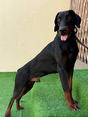 Urgent: Loving Home Needed