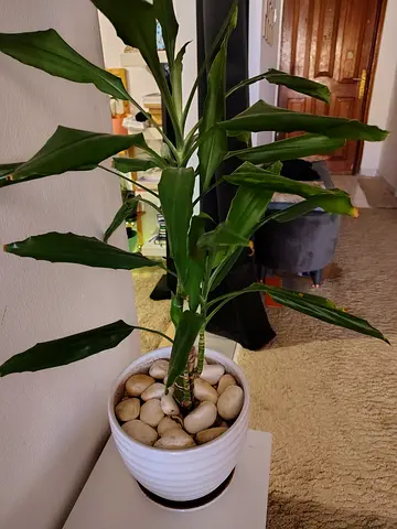 Medium indoor potted dracaena plant in white pot (ready to rehome)