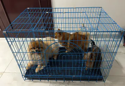 Dog cage with removable tray + free small crate
