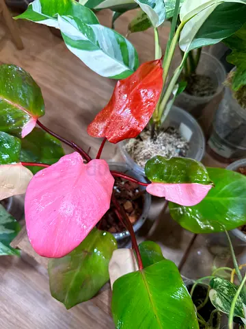 Philodendron Persimmon Princess 🌺 . Aed325/-. Pickup near financial center metro. Delivery can be a