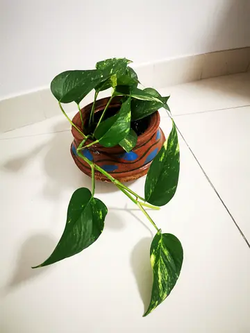 Money plant for sale