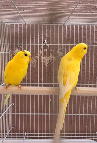 Locally budgies
