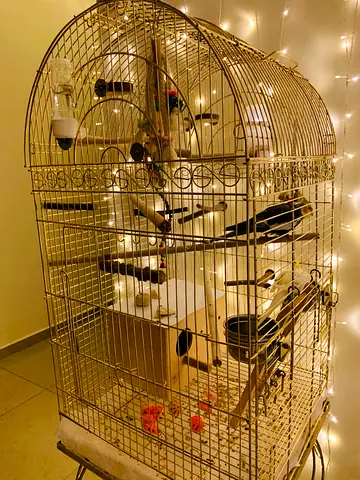 Big Golden Bird Cage