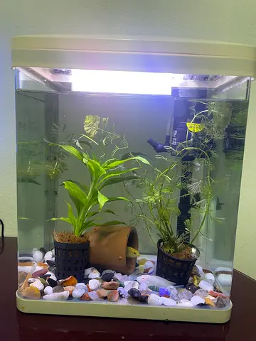Small planted freshwater aquarium with light and filter, fish , stones and plants