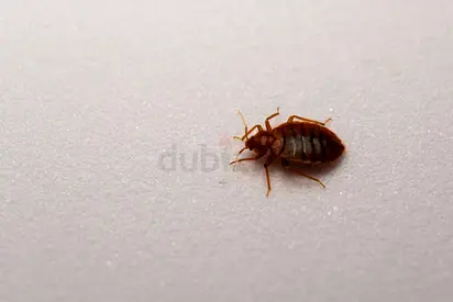 Sleep tight, no bedbugs tonight