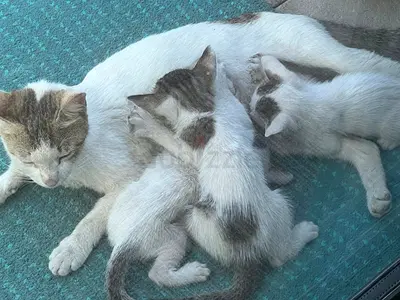 Cat and 3 kittens for free adoption