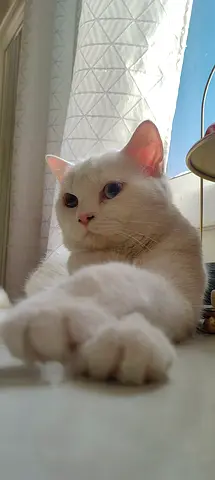 Cat female (No Fees)