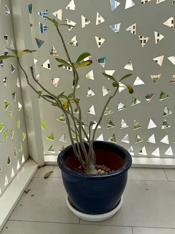 Desert rose plant pot