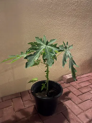 Papaya Tree