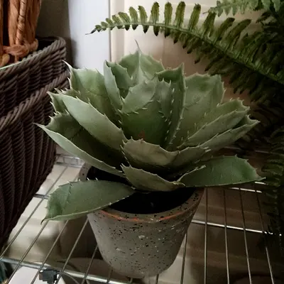Healthy Potted Succulent (Agave-like) in Decorative Pot