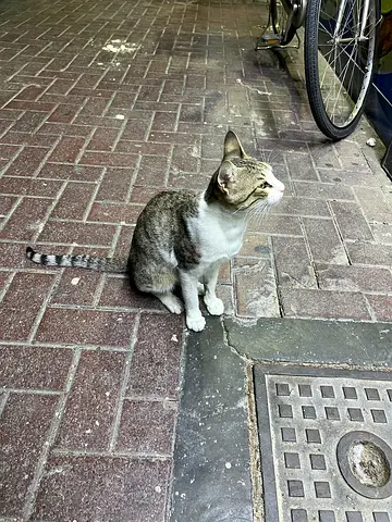 Cat chill he’s itchy an lot so disinfect him and he’s not vaccinated he’s an street cat
