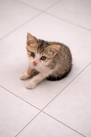 2-month-old Male tabby kitten looking for a urgent rehoming (friendly and playful). Free adoption
