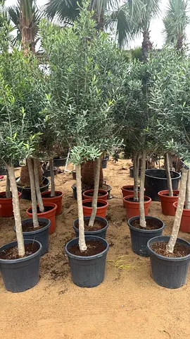 Potted Olive Trees (Mature, Multi-trunk) — Ready for Garden or Balcony