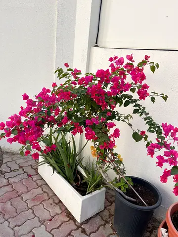 Plant bougainvillea
