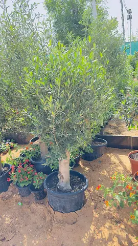 Healthy Potted Olive Tree — Mature Trunk, Ready for Garden or Patio