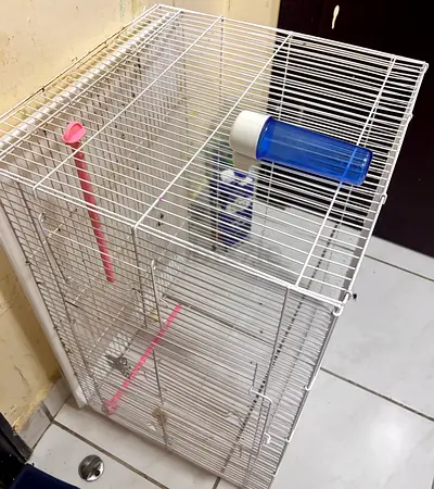 BIRD CAGE