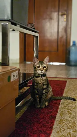 🐾 Nala – Female Cat for Adoption 🐾