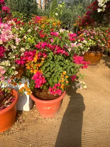 Large Mixed-Color Bougainvillea in Terracotta Pot - Healthy Outdoor Plant
