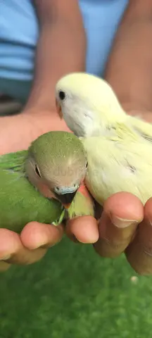 Hand raised Lovebird