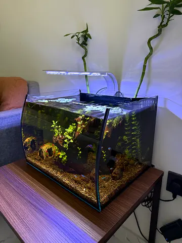 Compact planted freshwater aquarium with LED light, fish and plants.