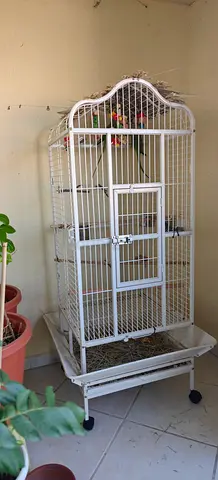 Two Indian parrot with White metal bird cage on stand with wheels - good condition