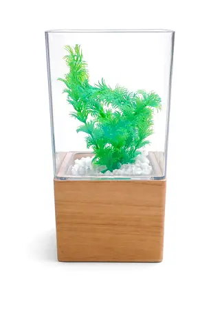 Betta plastic box