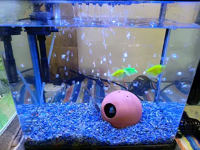 Fish tank aquarium for sale