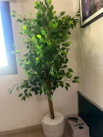 Tall artificial potted ficus tree with ceramic pot (ready to place)
