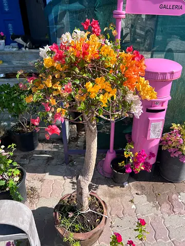 Multicoloured Bougainvillea plant -Outdoor Plant